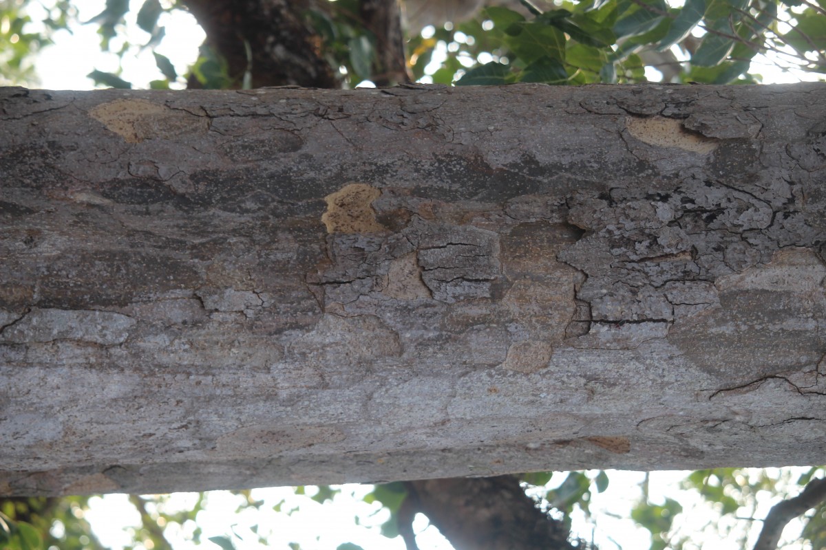 Sterculia foetida L.